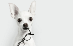 DogChewingGlassesWallpaperNature