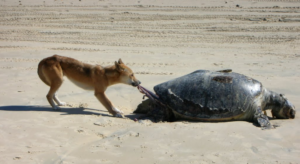 Dog Eats Turtle