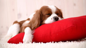 DogInBed