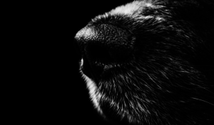 DogNoseCloseDesktopWallpaper