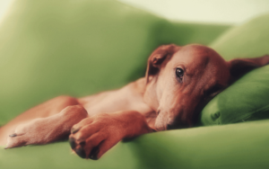 DogOnSofa7-themes