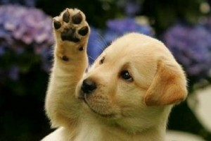 DogPawingWJLT