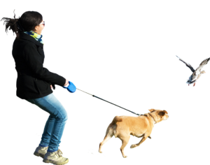 DogPullsLead