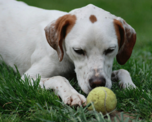 DogWithTennisBall