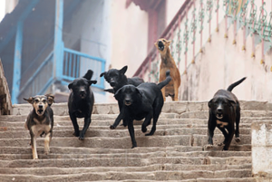 Dog_Pack_Brett-Cole-India