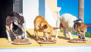 Dogs Eating