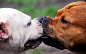 DogsHeadToHead