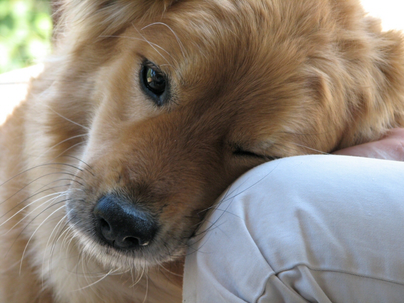 We all say we love dogs but do we? (Dogs_Love)