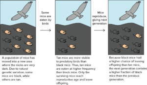 Evolutionary Strategy