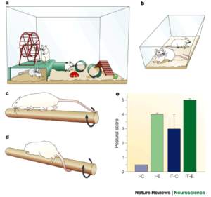 Environmental Enrichment