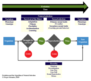 EvolutionFlowChartComp2