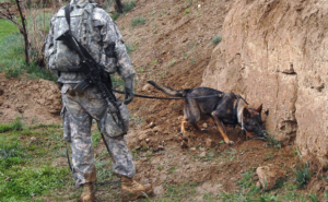 Explosives Dog At Work
