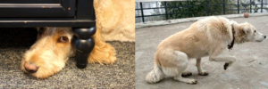FearfulDogs