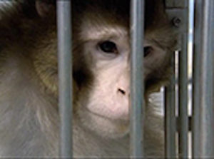 Felix Macaque