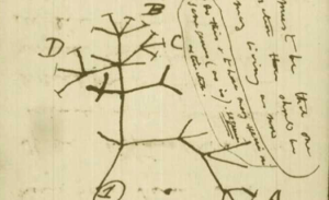 FirstTreeOfLifeDarwin