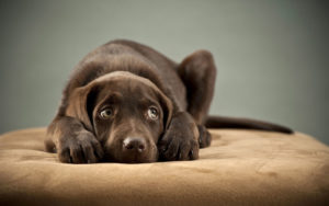 FitBark_Labrador_Chocolate_Sick