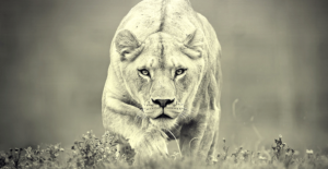 FocusedLioness