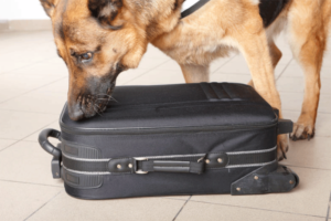 GSDsearchesBag