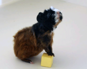 GuineaPigIndicationBehavior