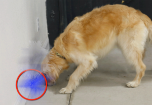 HiddenAndMaskedScentDetection