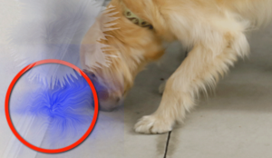 HiddenAndMaskedScentDetection(Zoom)