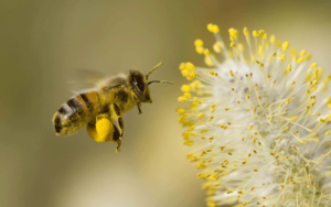 HoneyBee