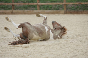 HorseIll