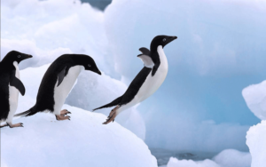 LeadingByExamplePenguins