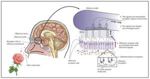 Limbic system how odor molecules act on brain