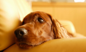 LonelyDog