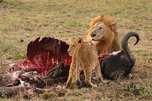 MaleLionAndCubChitwaSouthAfricaLucaGaluzzi (Signal and Cue—What is the Difference?)
