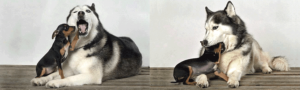 MuzzleNudgeHuskyLittleDog