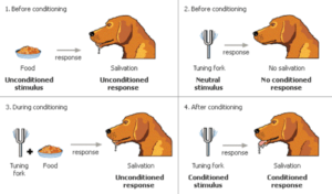 PavlovConditioning