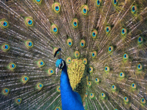 Peacock