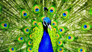 Peacock