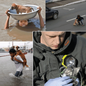 PeopleSavingAnimals