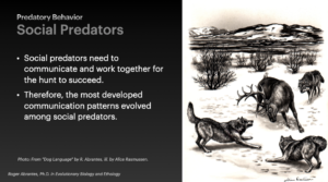 Predatory Behavior