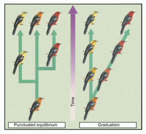 PunctuatedEquilibriumAndGradualism