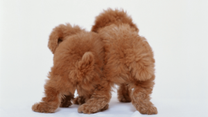 PuppiesBackWallpapersCraft