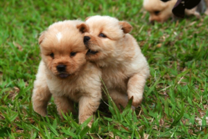 PuppiesPlayBitting
