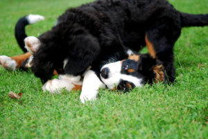 PuppiesPlayingRough