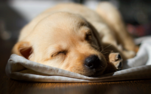 PuppyInBedGetwallpapers