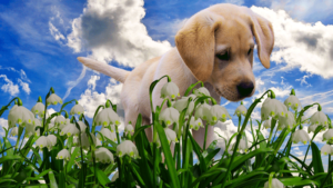 PuppySniffsDesktopNexus