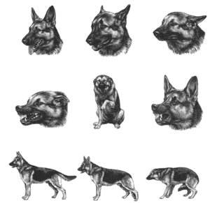 Dog Postures Quiz