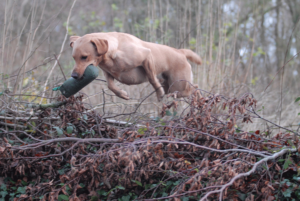 RetrievingAndJumping