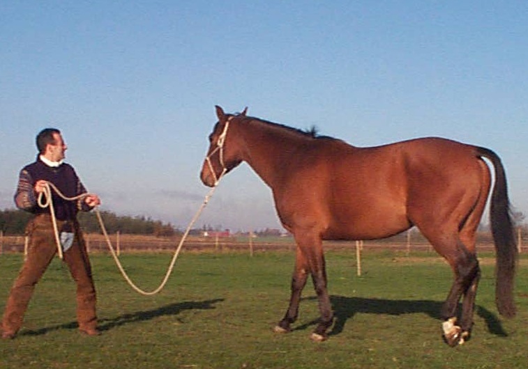 RogerHorseStand2