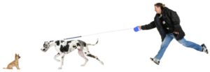 Dogs Are Better Trainers Than We Are (RunningAfterDog)
