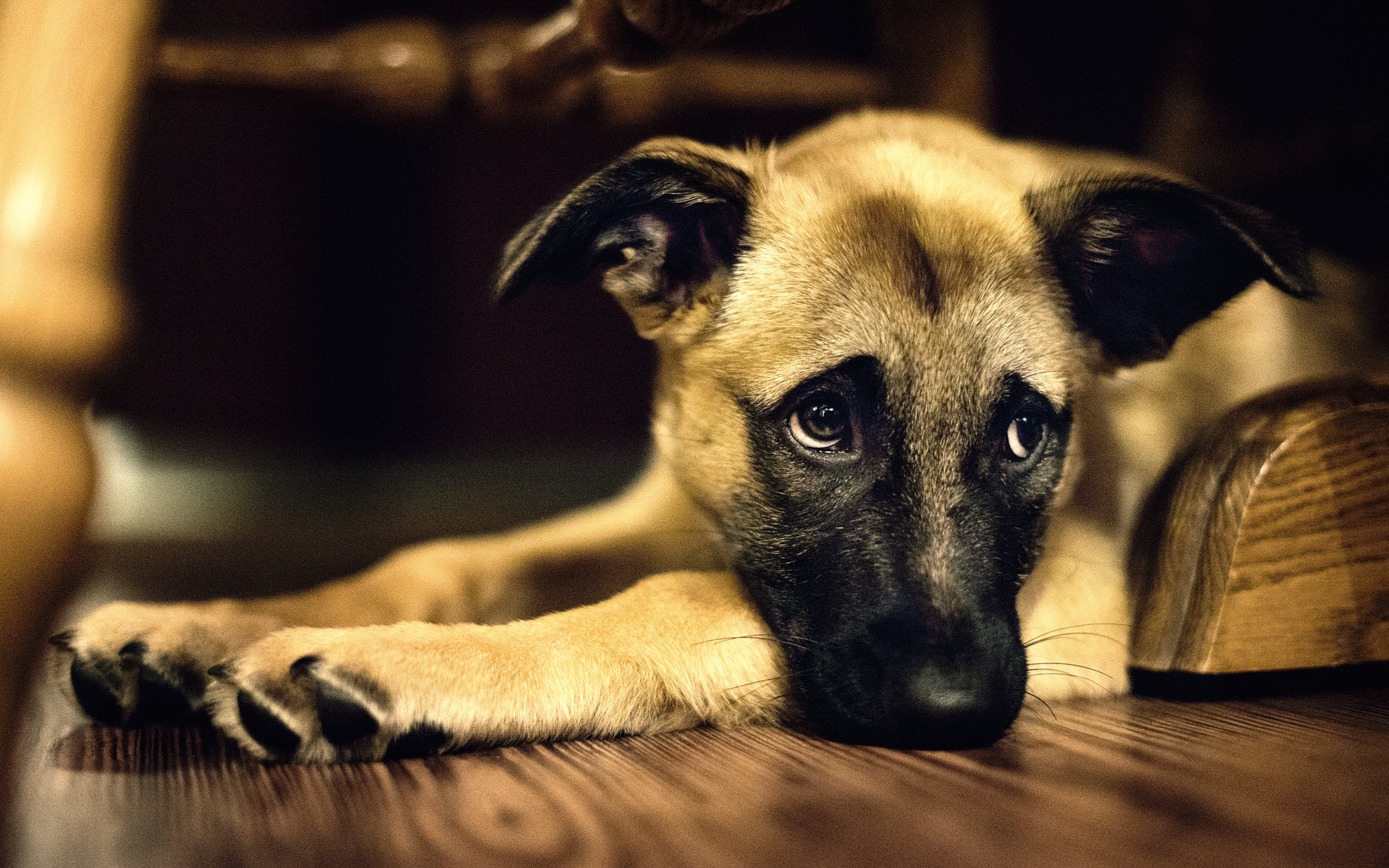 Sad-Dog-on-Hardwood-Floor