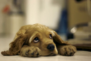 SadPuppy