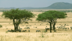 Savanna3